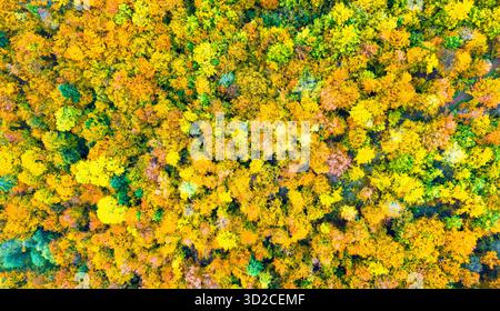 Drone vue sur la forêt d'automne dense avec des arbres dorés et verts formant une mosaïque naturelle vibrante Banque D'Images