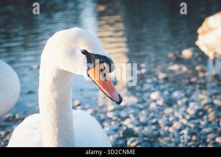Gros plan d'une tête de cygne muette (Cygnus olor). Le fond flou montre la rivière et les petits rochers. Copier l'espace Banque D'Images