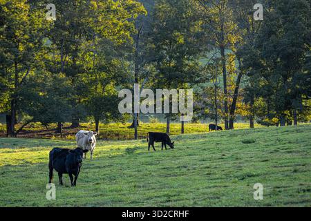 Paysage pastoral avec le bétail pâturant au lever du soleil à Lula, Géorgie. (ÉTATS-UNIS) Banque D'Images