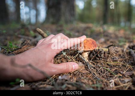 Homme randonneur a trouvé boletus poussant sur le sol dans la forêt d'automne, touchant le chapeau de champignon brun avec le doigt. Banque D'Images