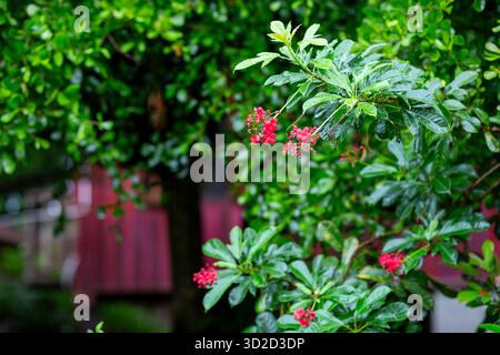 Focus sélectif Jatropha integerrima Jacq, fleurs rouges et plantes ornementales ombragées, belles fleurs pendant la saison des pluies qui semblent juteuses Banque D'Images