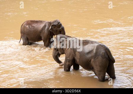 Eléphants asiatiques de focalisation sélective dans une rivière brun sombre. Banque D'Images