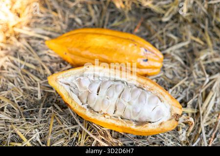 Focus sélectif pulpe de fruit de cacao blanc grosse graine coupée en tranches de ​​yellow cacao, la chair est vue dans la pulpe sur fond de paille dans les champs agricoles thaïlandais. Banque D'Images