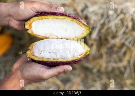 Focus sélectif pulpe de fruit de cacao blanc grosse graine tranchée ​​ de cacao violet, la chair est vue dans la pulpe sur fond de paille dans les champs agricoles thaïlandais. Banque D'Images