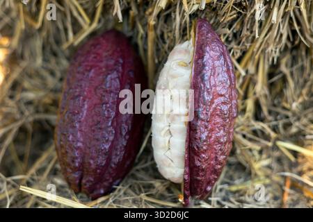 Focus sélectif pulpe de fruit de cacao blanc grosse graine tranchée ​​ de cacao violet, la chair est vue dans la pulpe sur fond de paille dans les champs agricoles thaïlandais. Banque D'Images