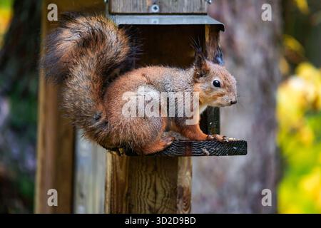 Écureuil assis sur une mangeoire en bois dans la forêt et mangeant des graines, photo détaillée de la faune en gros plan avec la lumière naturelle et un fond de forêt doux. Banque D'Images