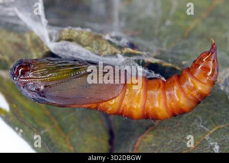 Tortrix de fruits d'été, Adoxophyes orana. Papillons de la famille des Tortricidae. Ravageur dû aux dommages que les larves font aux arbres fruitiers pendant l'alimentation. Pupa sur un l Banque D'Images