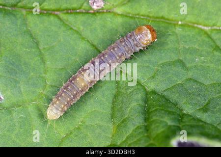 Tortrix de fruits d'été, Adoxophyes orana. Papillons de la famille des Tortricidae. Ravageur dû aux dommages que les larves font aux arbres fruitiers pendant l'alimentation. Caterpillar Banque D'Images