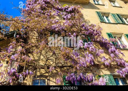 Crampon de wisteria violette fleurie sur le mur Banque D'Images