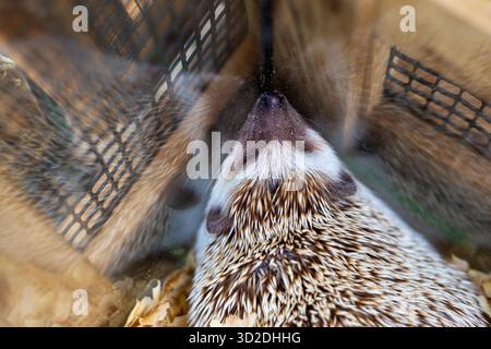 Selective Focus Hedgehog, un animal mignon, dort dans une armoire en verre à angle élevé. Banque D'Images