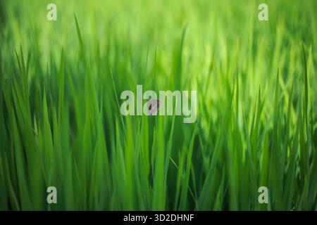 focus sélectif un petit papillon sur un plant de riz vert Banque D'Images