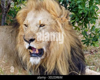 Un portrait sauvage puissant d'un lion mâle avec une magnifique crinière dans la réserve du Masai Mara, Kenya, Afrique. Banque D'Images