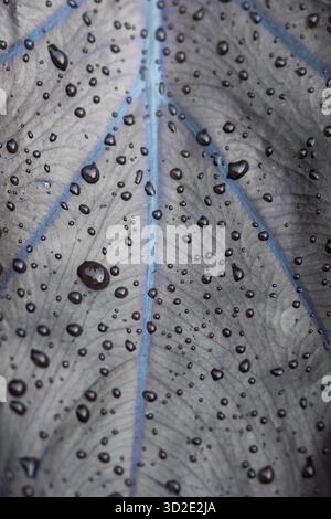 Gouttes d'eau sur les feuilles noires, fond de texture, a divers noms Taro Black Magic, Black Elephant Ears Plant, Elephant Ears Black Magic. Banque D'Images