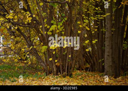 Groupe dense d'arbres avec des troncs minces et des feuilles d'automne jaunes avec du feuillage tombé sur le sol montrant la structure de la végétation saisonnière, couleur naturelle Banque D'Images
