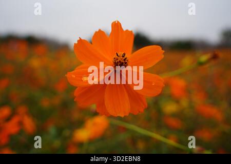 Gros plan de fleurs de cosmos soufrés orange et jaune (Cosmos sulphureus) éclatantes dans un champ ensoleillé Banque D'Images
