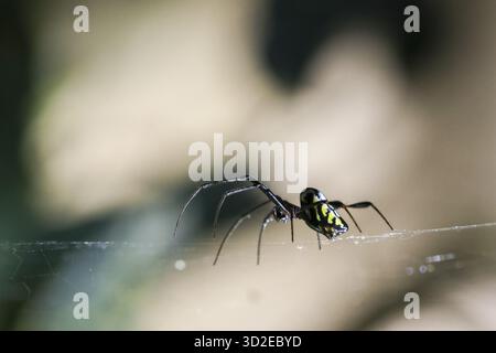 Araignée noire et jaune effrayante sur toile dans la nature. macro vue rapprochée d'arachnides sauvages attendant patiemment sur un fil de soie délicat, montrant sa complexité Banque D'Images