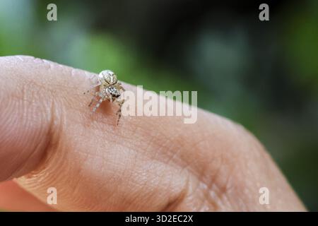 Minuscule, petite araignée curieuse, arachnide douce sur le doigt humain. Cette photo macro de la faune capture un insecte délicat explorant la peau dans la nature avec le blurre Banque D'Images