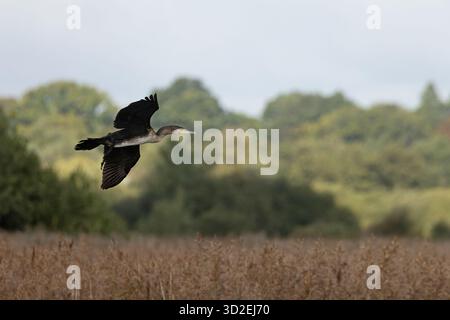 Cormorant (Phalacrocorax carbo) Norfolk septembre 2025 Banque D'Images
