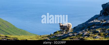 Un mouton pèle paisiblement sur des collines herbeuses avec des affleurements rocheux, surplombant l'océan Atlantique. Ce paysage tranquille des îles Féroé met en valeur la beauté naturelle et l'harmonie de la faune. Banque D'Images