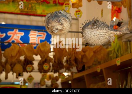 Deux boufferfish (fugu) épices séchées suspendues au plafond dans un marché asiatique de fruits de mer ou de souvenirs, avec des calmars séchés flous et des panneaux dans le dos Banque D'Images
