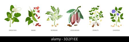 Haricots de dessin animé. Plantes comestibles, différentes légumineuses, soja, pois verts, cacao et arachides, nourriture végétarienne saine, éléments d'agriculture biologique Illustration de Vecteur