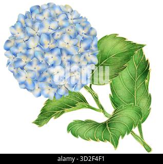 Branche d'hortensia bleu aquarelle avec pétales dégradés et contour doré, art botanique élégant pour des thèmes de bien-être et de pleine conscience, inspiré par Kyoto Japon Banque D'Images