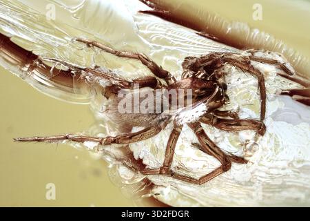 Inclusion d'araignées dans l'ambre Baltique, spécimen d'arachnides fossilisés anciens de résine éocène, macrophotographie de fossiles préhistoriques Banque D'Images