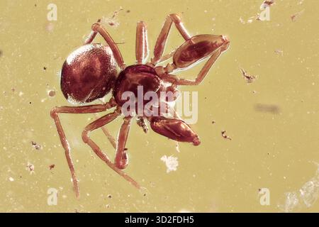 Araignée bien conservée piégée dans l'ambre Baltique, macro-photo détaillée de l'inclusion d'arachnides fossiles de la période Éocène Banque D'Images