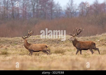 Le cerf rouge (Cervus elaphus) est l'une des plus grandes espèces de cerfs. Banque D'Images