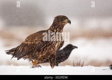 L'aigle à queue blanche (Haliaeetus albicilla), parfois connu sous le nom de 'aigle de mer', est un grand oiseau de proie, Banque D'Images