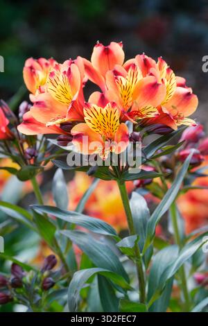 Alstroemeria Indian Summer, Peruvian Lily Indian Summer, fleurs cuivre-orange vif avec jaune vif sur les pétales internes, pu strié et moucheté Banque D'Images