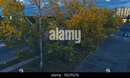 Photo aérienne montrant des arbres jaunes colorés et une rue résidentielle dans la lumière du soir d'automne Banque D'Images