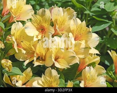 Alstroemeria Summer Paradise Spring Valley fleurit dans un jardin Banque D'Images