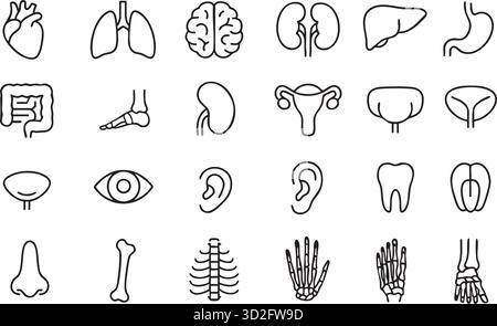 Configuration des icônes de lignes plates d'organes et d'anatomie. Illustration de Vecteur