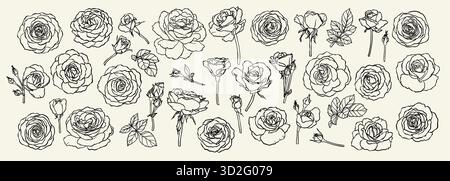 roses fleurs, bourgeons et feuilles collection d'art de ligne, clip arts Ensemble de belles fleurs de roses monochromes, noires et blanches isolées. pour carte de vœux Illustration de Vecteur