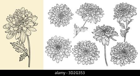ensemble de belle fleur de marguerite de chrysanthème monochrome, noir et blanc isolé. pour carte de voeux et invitations du mariage, anniversaire Illustration de Vecteur