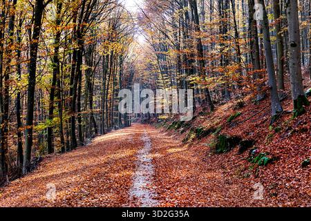 Route forestière couverte de spectaculaires feuilles d'arbres d'automne colorées et entourée de feuillage d'automne dans la plus grande forêt de slovénie, Kocevski rog Banque D'Images
