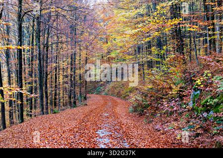 Route forestière couverte de spectaculaires feuilles d'arbres d'automne colorées et entourée de feuillage d'automne dans la plus grande forêt de slovénie, Kocevski rog Banque D'Images