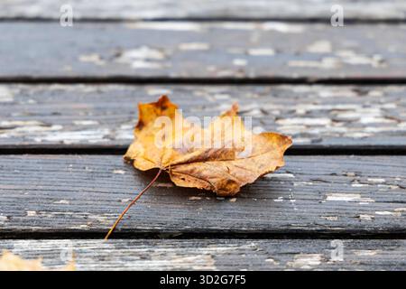 Une feuille d'érable séchée, brun-jaune repose sur une surface de planches de bois foncées et altérées avec de la peinture pelable, symbolisant l'automne et le changement saisonnier. Banque D'Images