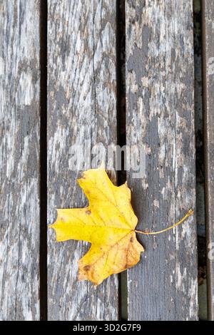 Une seule feuille d'érable jaune vif repose verticalement sur des planches de bois foncées et altérées avec de la peinture grise pelable, capturant l'essence de la saison. Banque D'Images