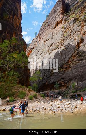 Les randonneurs traversent la rivière Virgin peu profonde à l'intérieur du Narrows de Zion, entourée d'imposantes parois du canyon et d'arbres éparpillés dans la gorge étroite. Banque D'Images