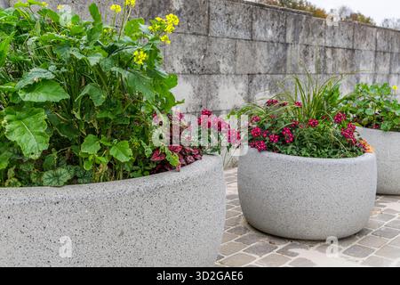 Un gros plan vibrant de diverses fougères vertes et d'autres plantes poussant magnifiquement hors et contre un mur de béton gris texturé ou de pierre altérée. Banque D'Images