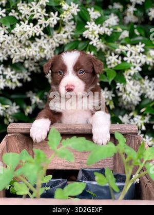 Adorable Border Collie Puppy posant dans une caisse en bois avec des fleurs de jasmin Banque D'Images
