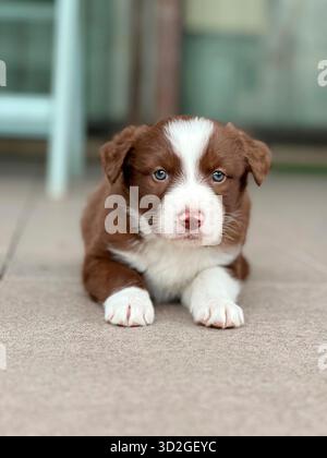 Calme Border Collie Puppy allongé sur le carrelage extérieur du patio Banque D'Images