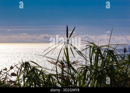 Gros plan de grandes herbes côtières ou de silhouettes de papyrus sur fond de paysage marin. La lumière vive du soleil crée un fort éblouissement à la surface de l'eau Banque D'Images