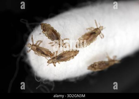 Pou de tête. Ectoparasite suçant le sang humain. Poux de tête. Pediculus humanus. spécimens vivants sur un coton-tige. Banque D'Images