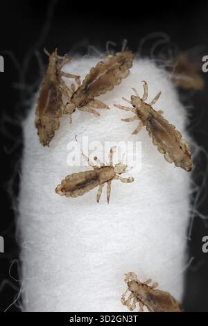 Pou de tête. Ectoparasite suçant le sang humain. Poux de tête. Pediculus humanus. spécimens vivants sur un coton-tige. Banque D'Images
