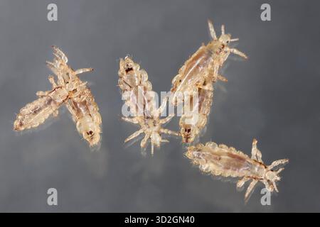 Pou de tête (Pediculus humanus capitus). Insectes vivants dans diverses positions corporelles. Banque D'Images