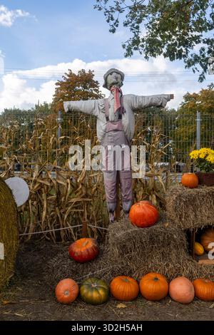 Un épouvantail vêtu d'une salopette monte la garde au-dessus d'une vivacité automnale de citrouilles, de balles de foin et de tiges de maïs séchées contre un ciel lumineux et nuageux. Banque D'Images