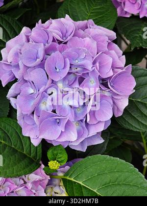 Des grappes luxuriantes d'hortensias violettes fleurissent parmi les feuilles vertes vibrantes dans ce jardin serein, mettant en valeur la beauté et la tranquillité de la nature. Banque D'Images